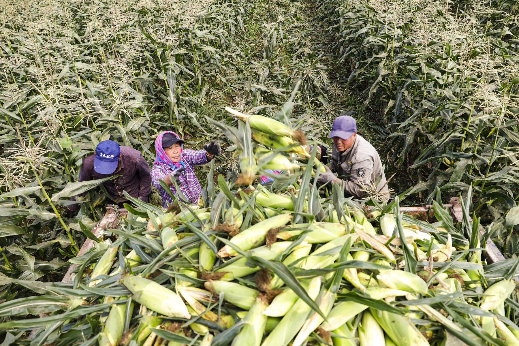 Fresh corn harvesting