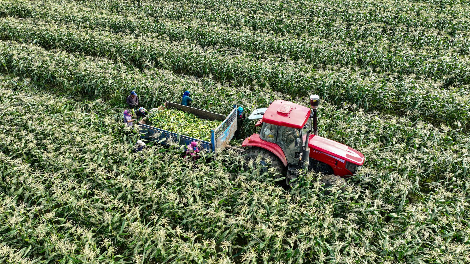 Corn harvesting field